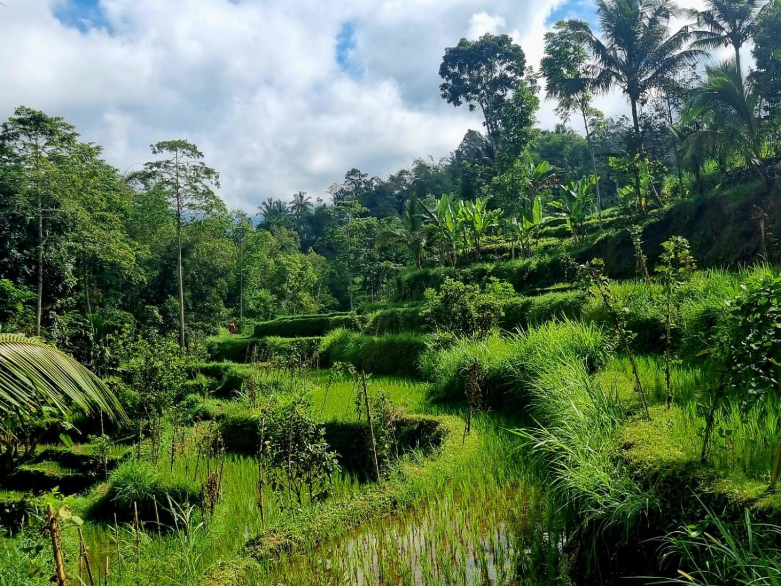 Girang Rinjani Bungalows 테테바투 객실 사진